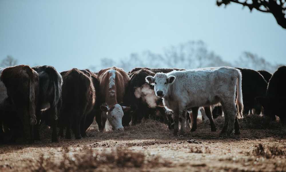 A herd of cows.